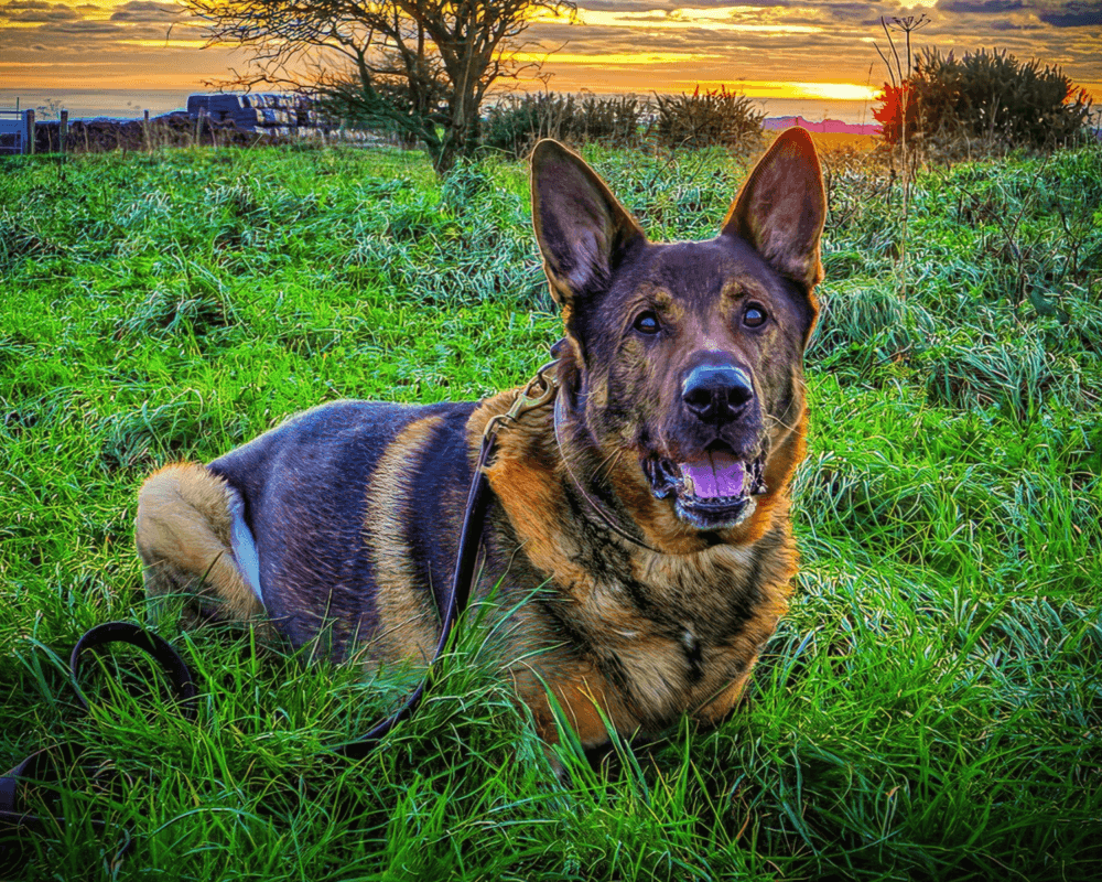 Retired police dog Bear lays in the grass