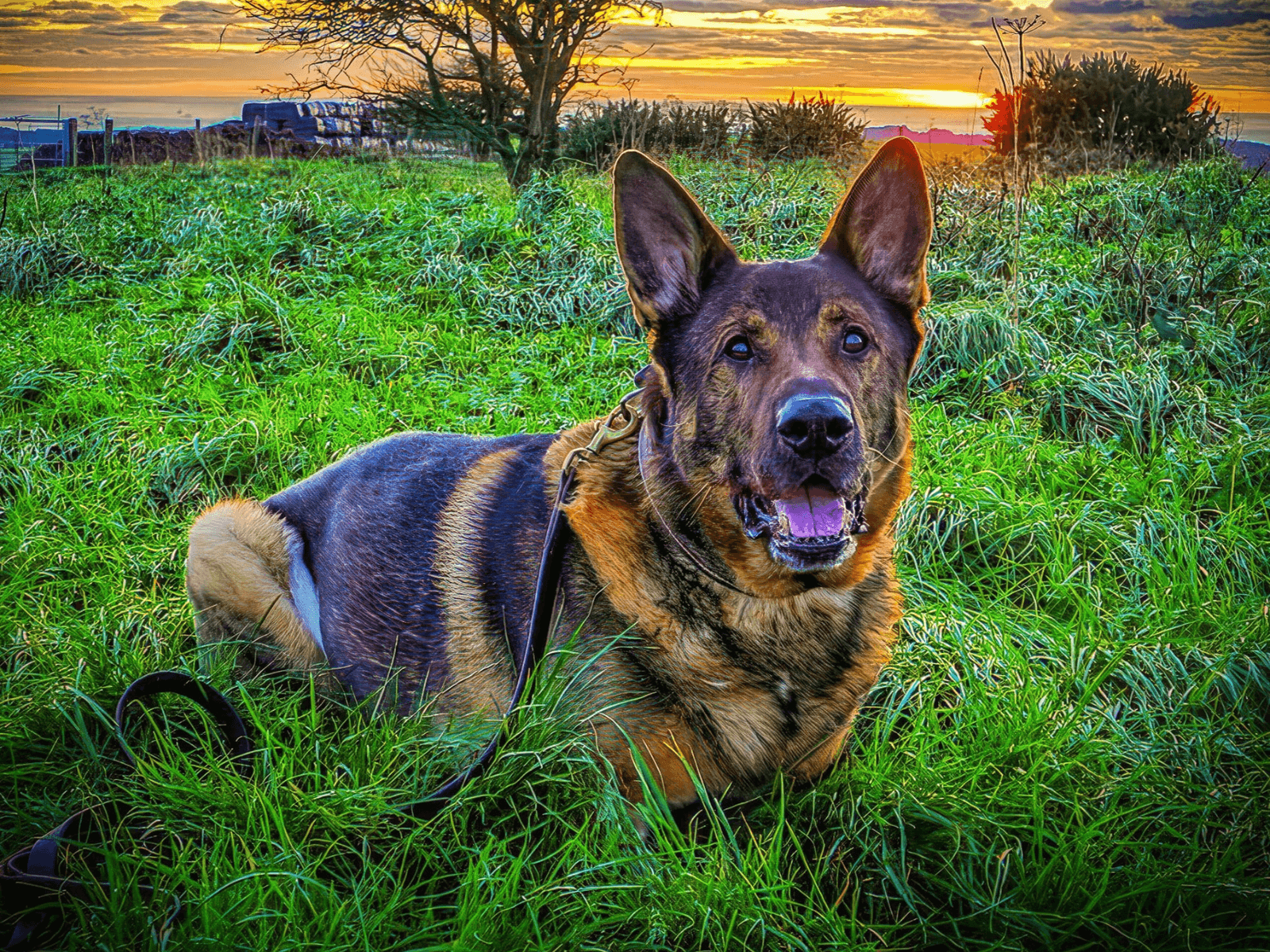 Retired police dog Bear lays in the grass