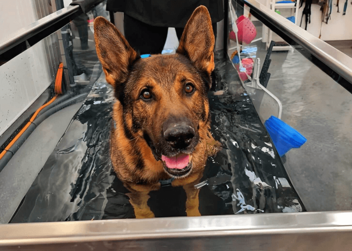 Bear undergoing hydrotherapy