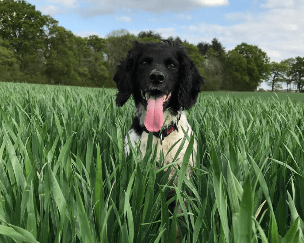 Retired police dog Atos in a field