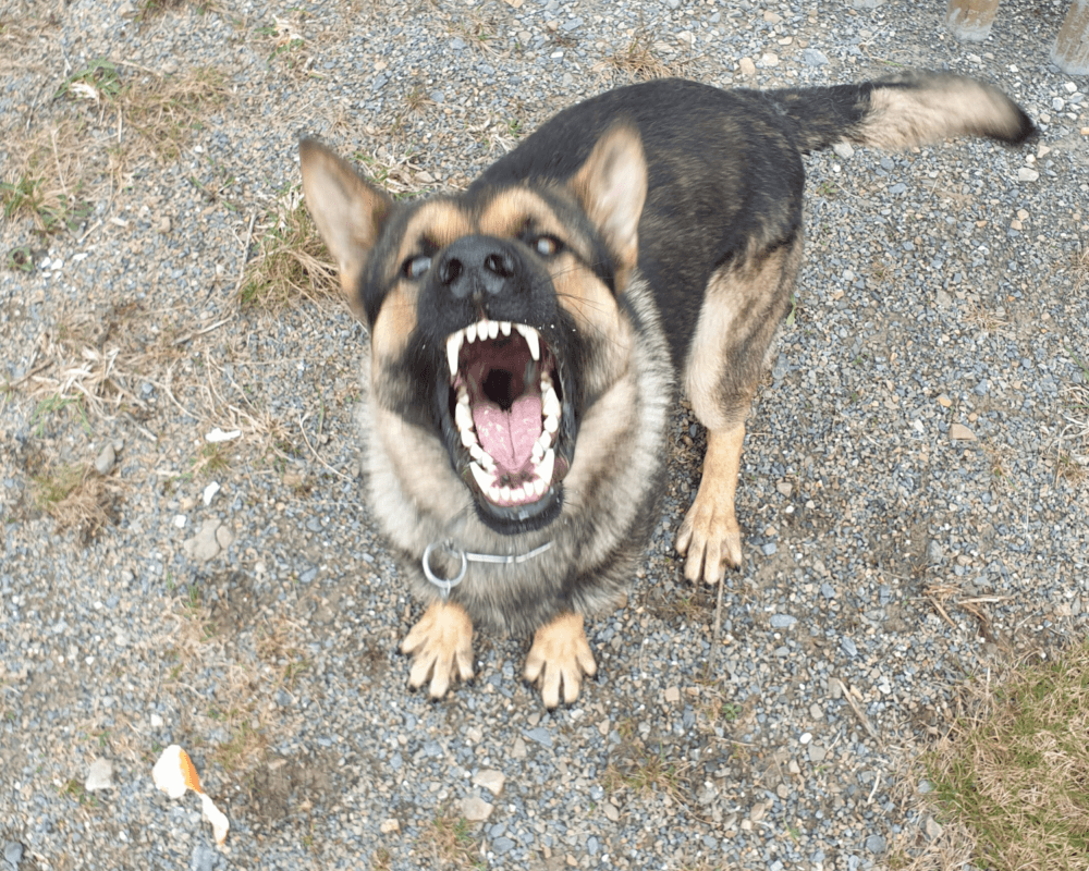 Police dog Janko barks and growls