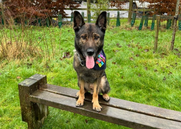 Retired police dog Bane sitting on a bench