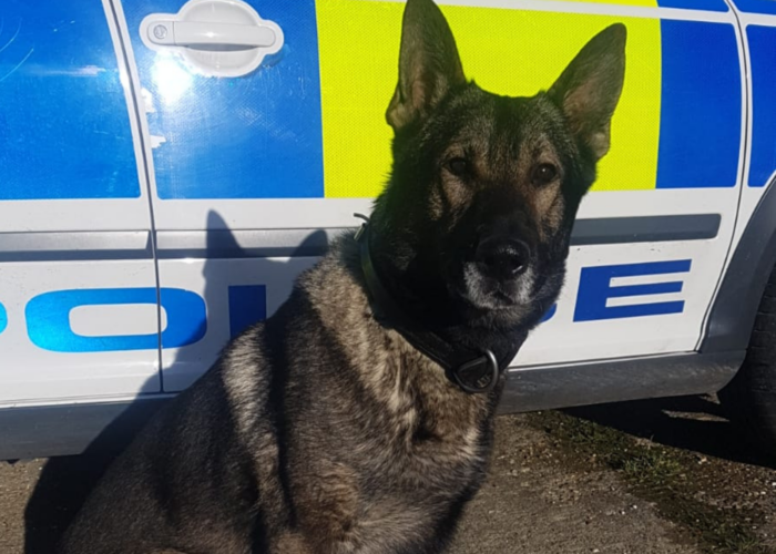 Police dog Blade sits by a police car