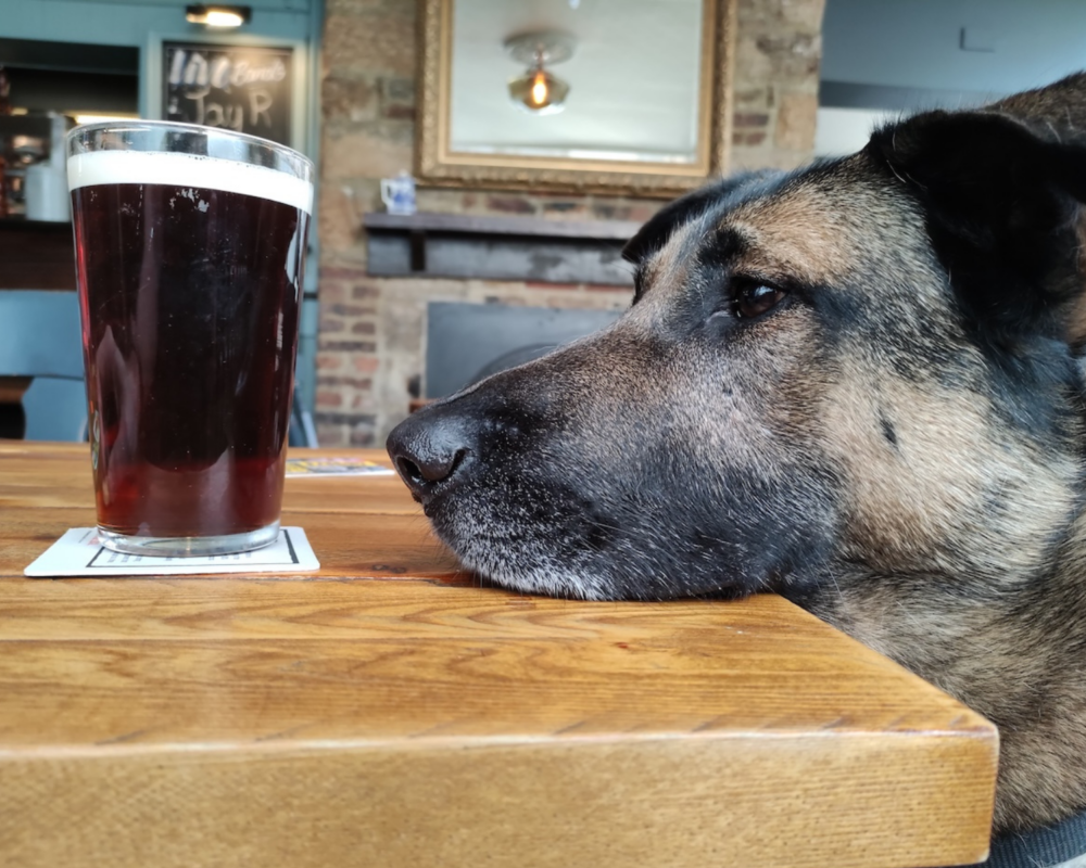 Retired police dog Ivan