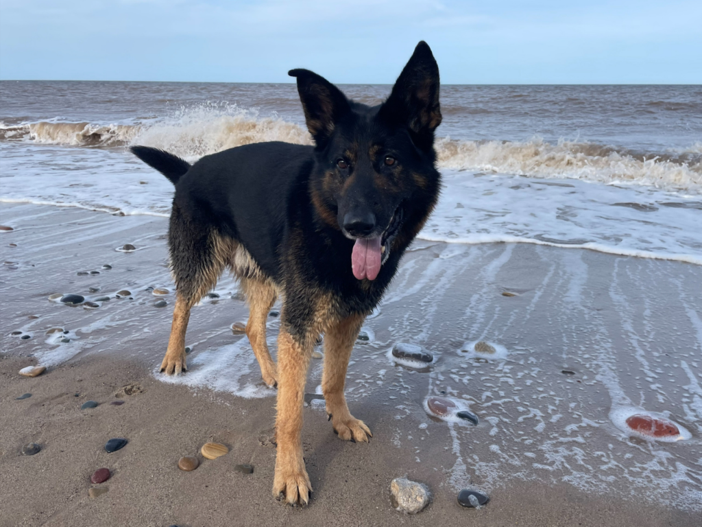 Retired police dog Neo at the beach