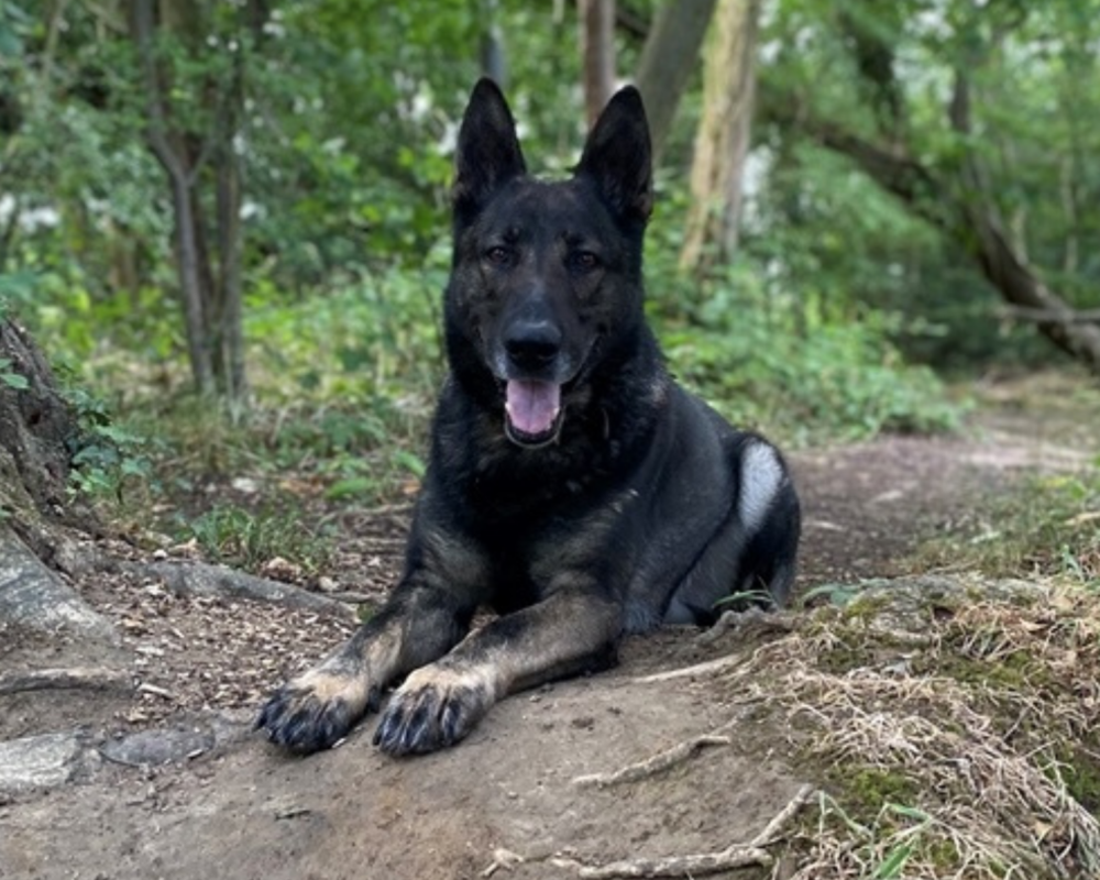 Retired police dog Orson