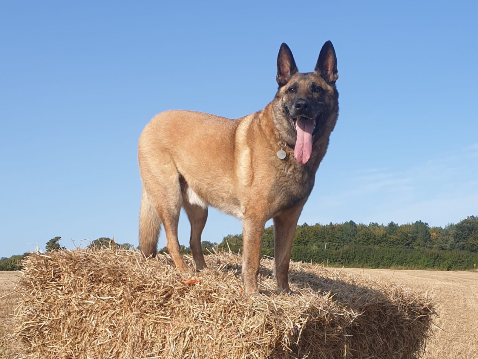 Retired police dog Tai on a walk