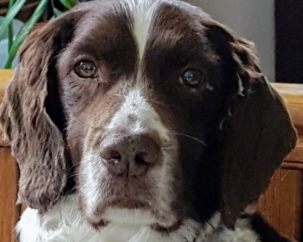 Retired police dog Ted