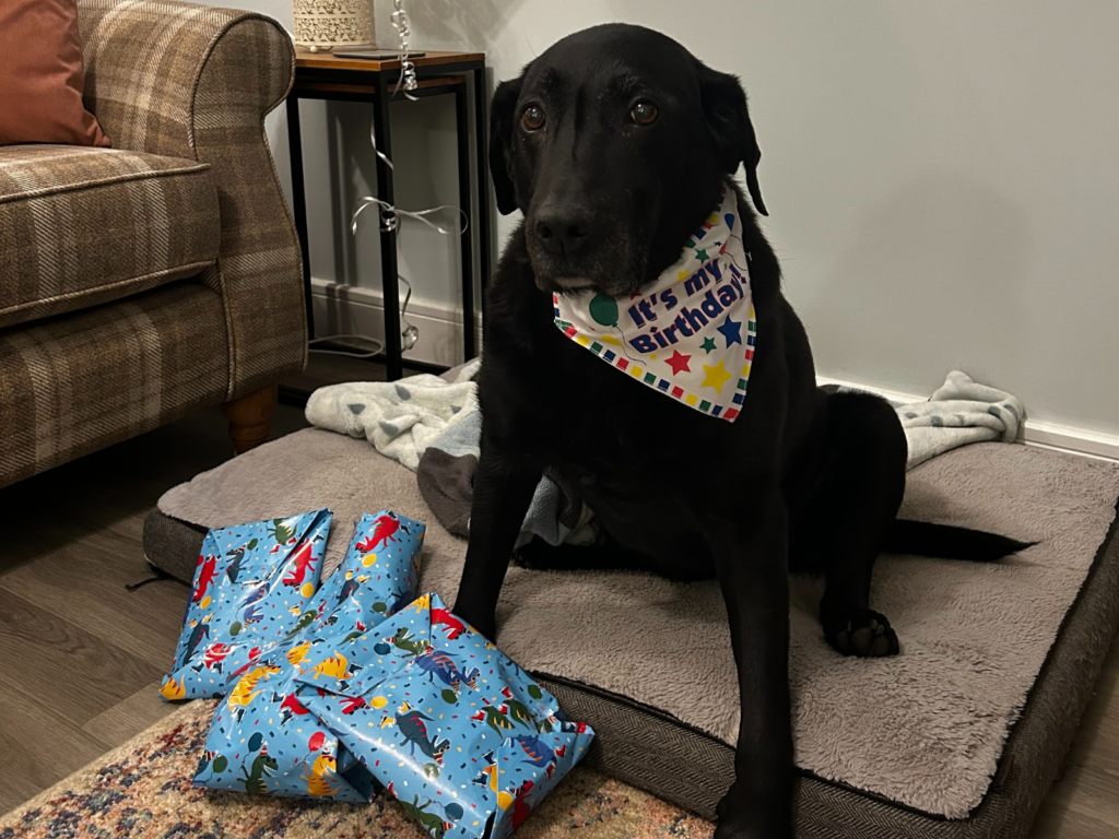 Retired police dog Ted celebrates his birthday