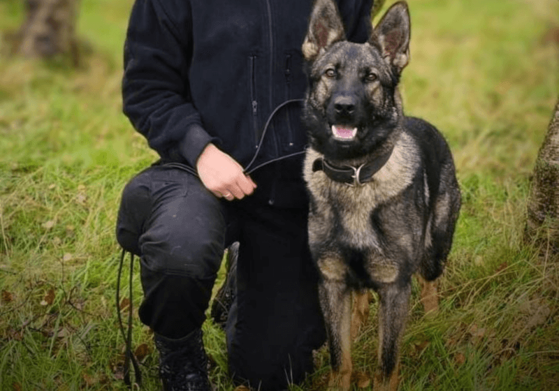 Death of Police Dog Zara from Police Scotland