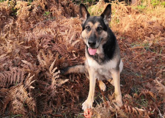 Retired police dog Elsa on a walk