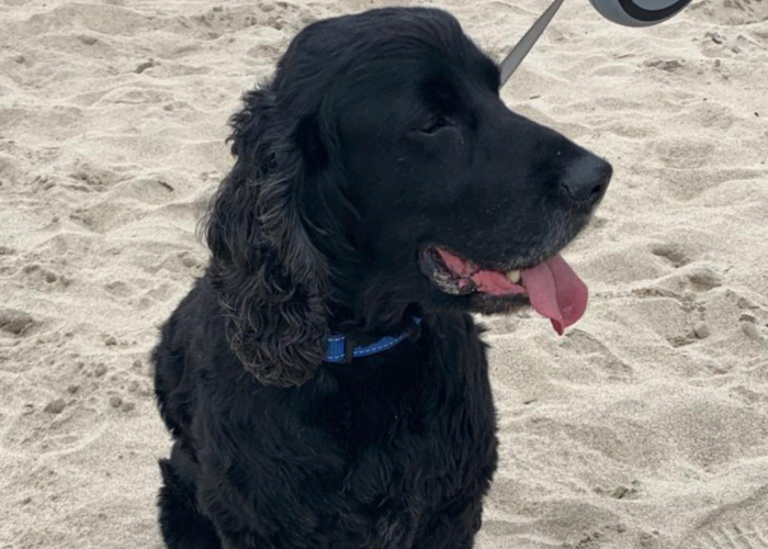 Retired police dog Hugo at the beach